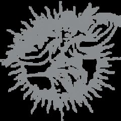 Era Esthetic dental logo