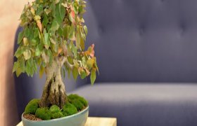 Vilmos Verseckienės odontologijos centras - odontologijos klinika Alytus
